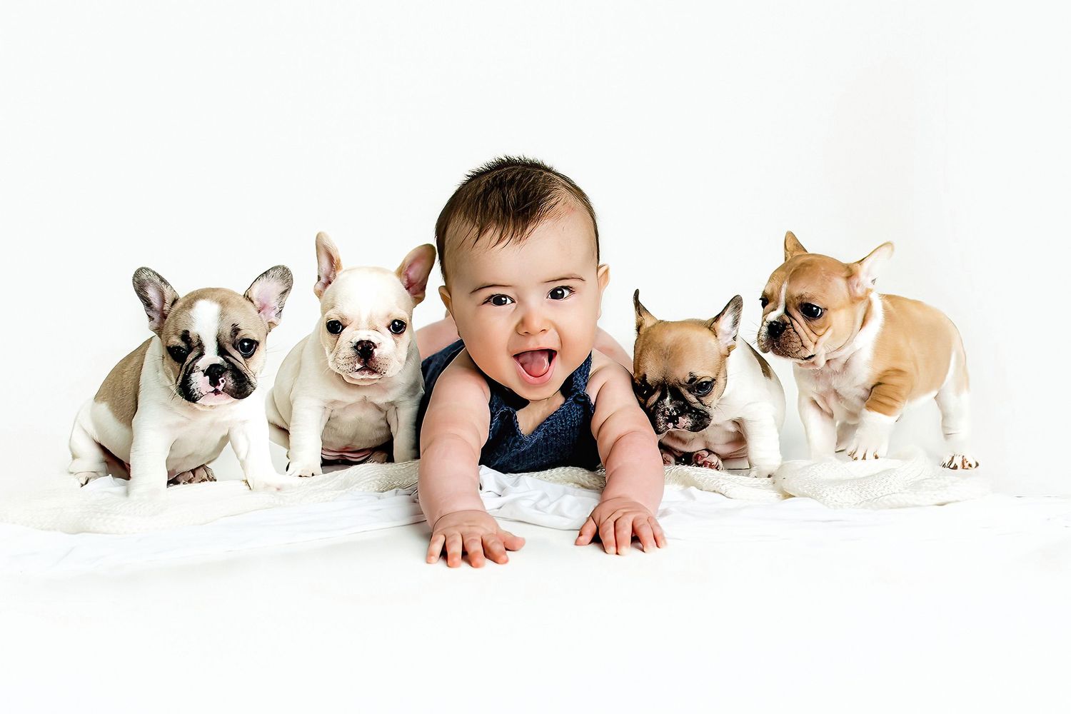 Baby sitting on a white surface surrounded by three small French Bulldog puppies