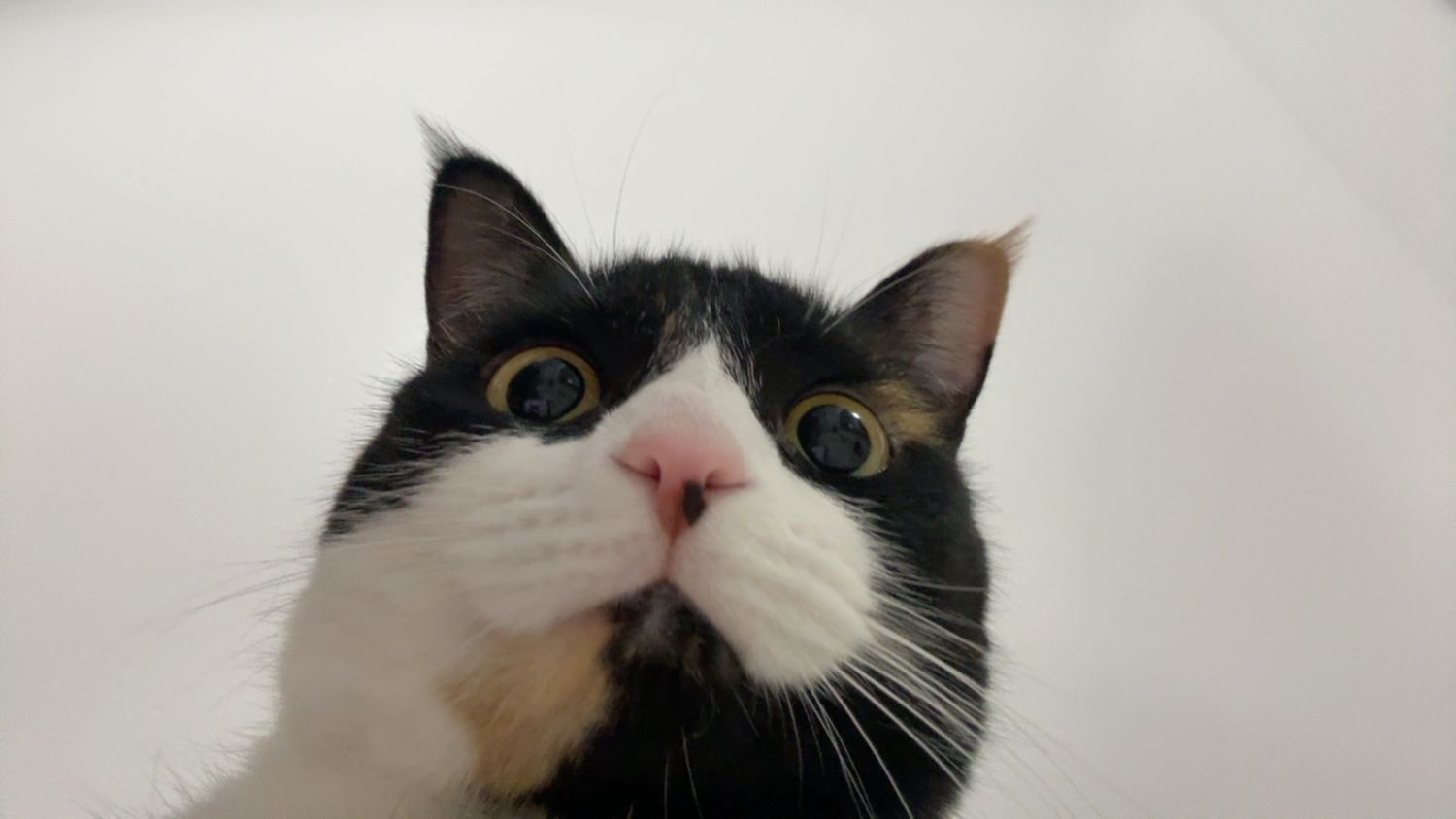 Close-up photos of a black and white cat's face from different angles showing its expressive eyes and markings.