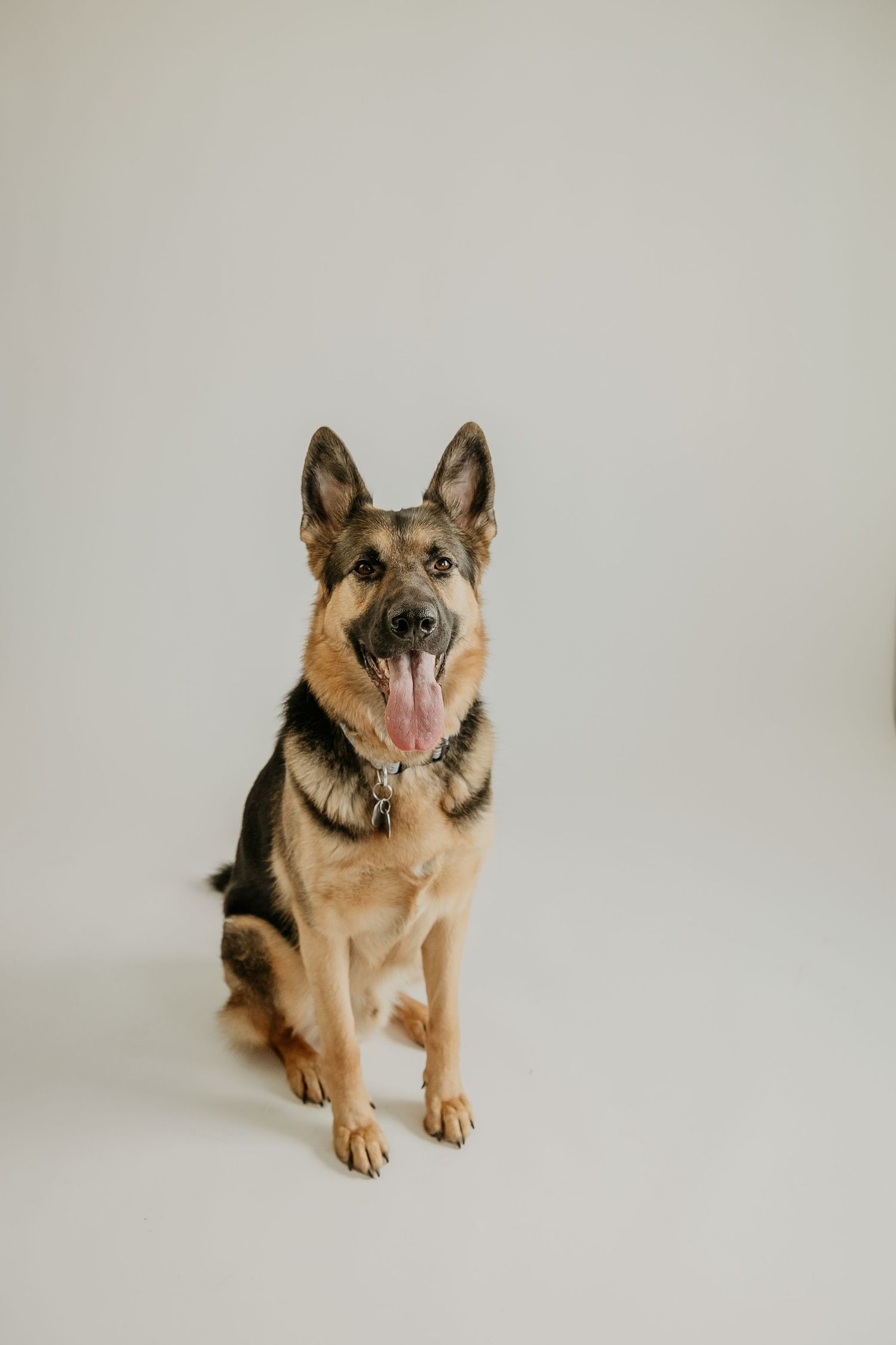 Alert German Shepherd dog sitting with tongue out against a light gray background.