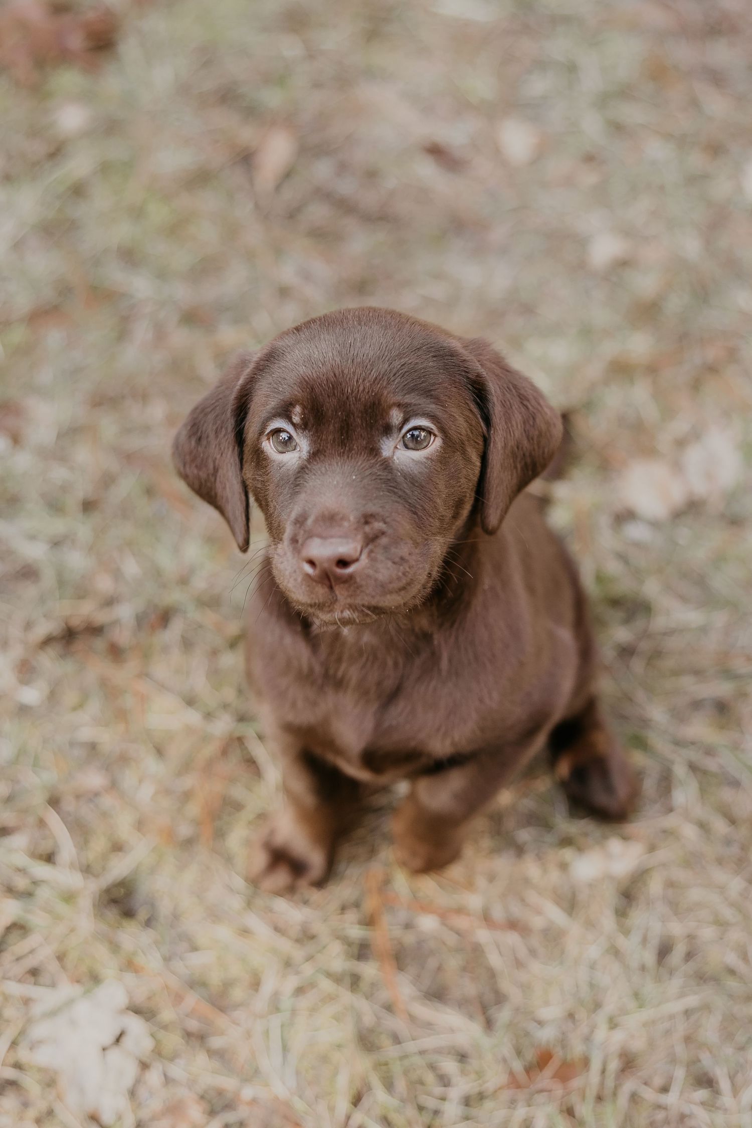 Adorable chocolate Labrador puppy sitting on dry grass looking up at camera.
