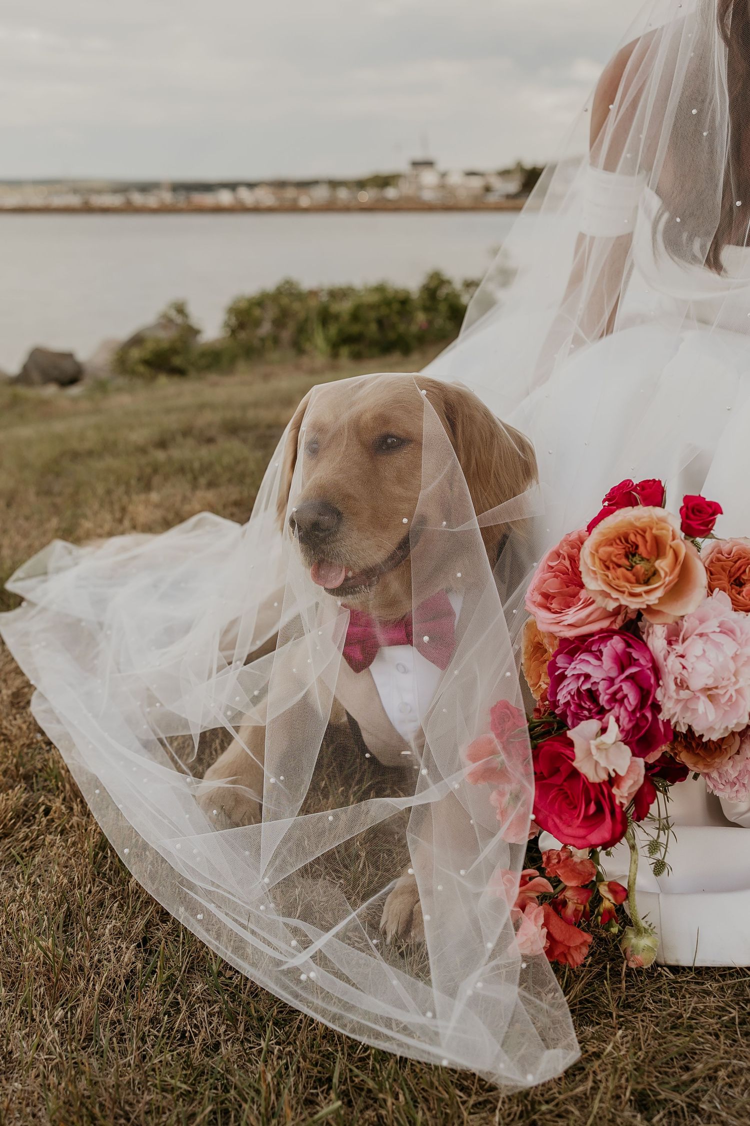 A golden Labrador wearing a pink bow tie sits under a bride's veil beside a colorful wedding bouquet outdoors.