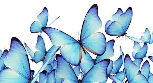Delicate blue butterflies creating a horizontal border design with white background.