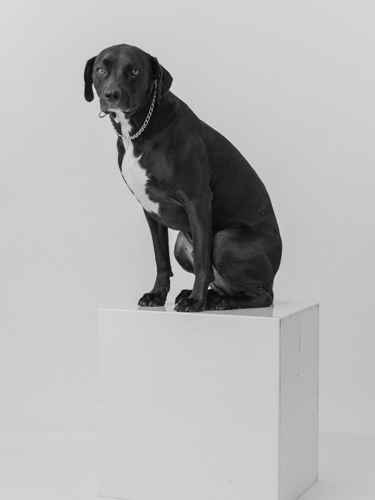 Black and white portrait of a large dog sitting on a white pedestal, wearing a chain collar, studio photography.