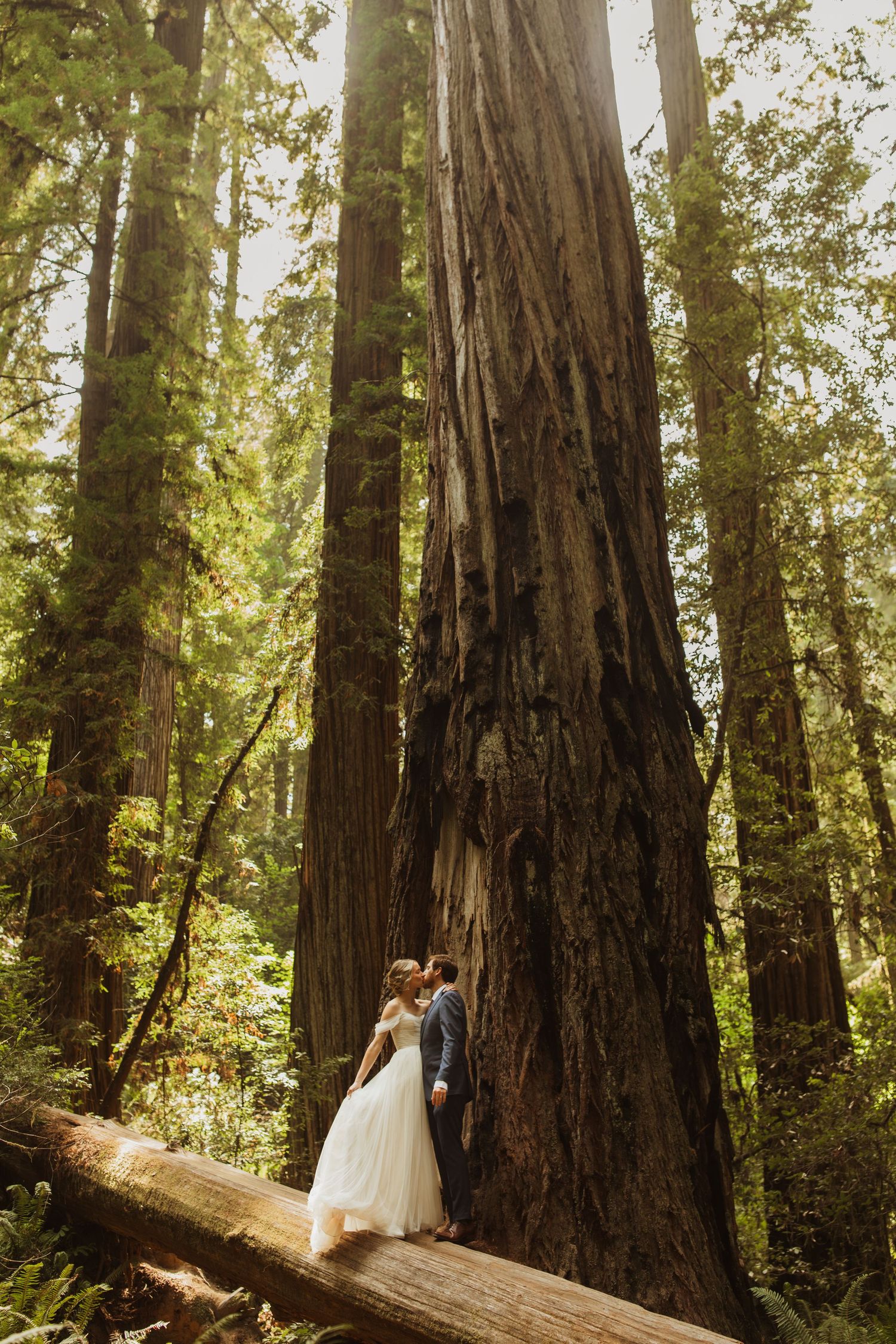 Wedding couple stands beneath towering redwood trees in enchanted forest setting.