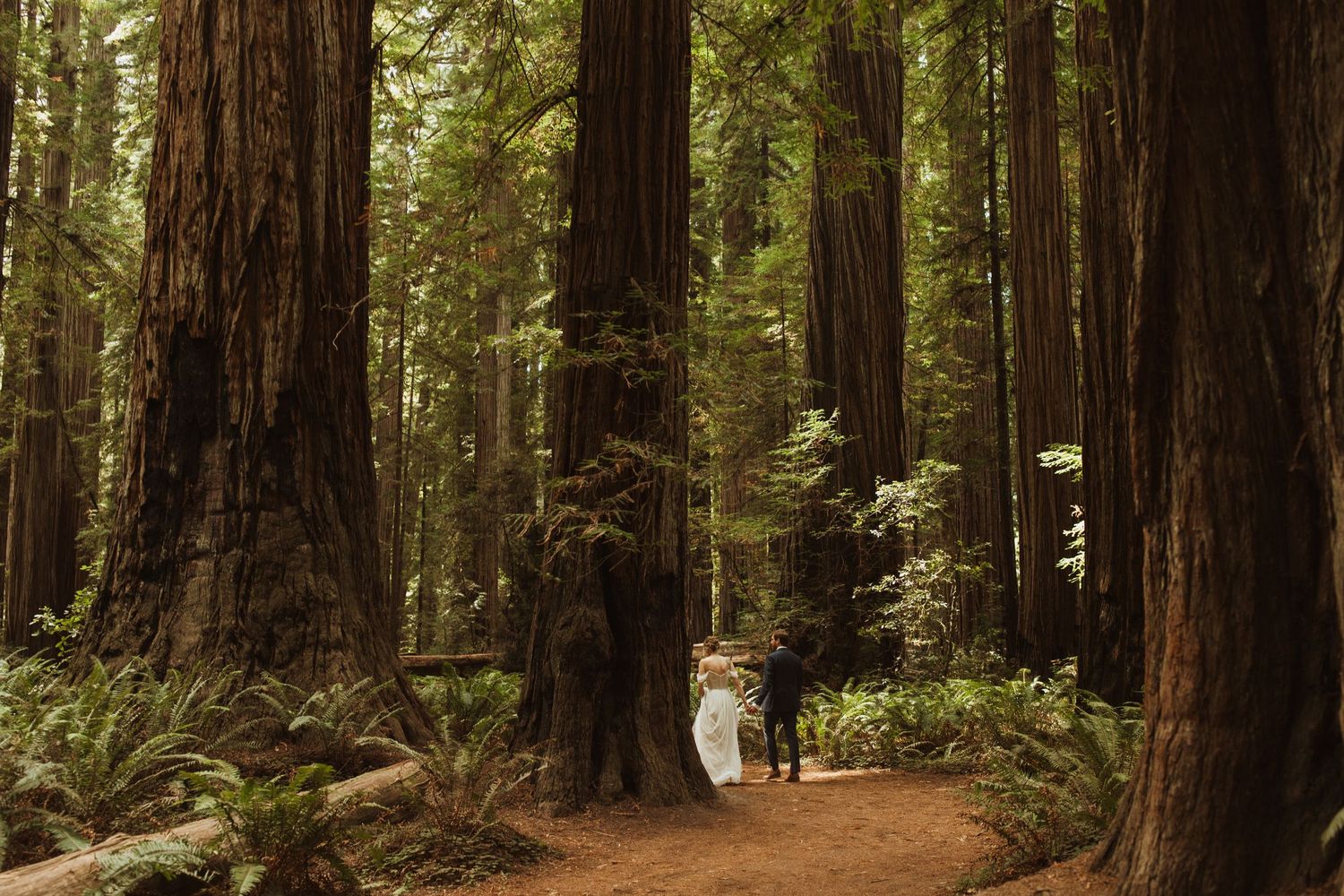 A path winds through towering redwood trees in a misty forest.