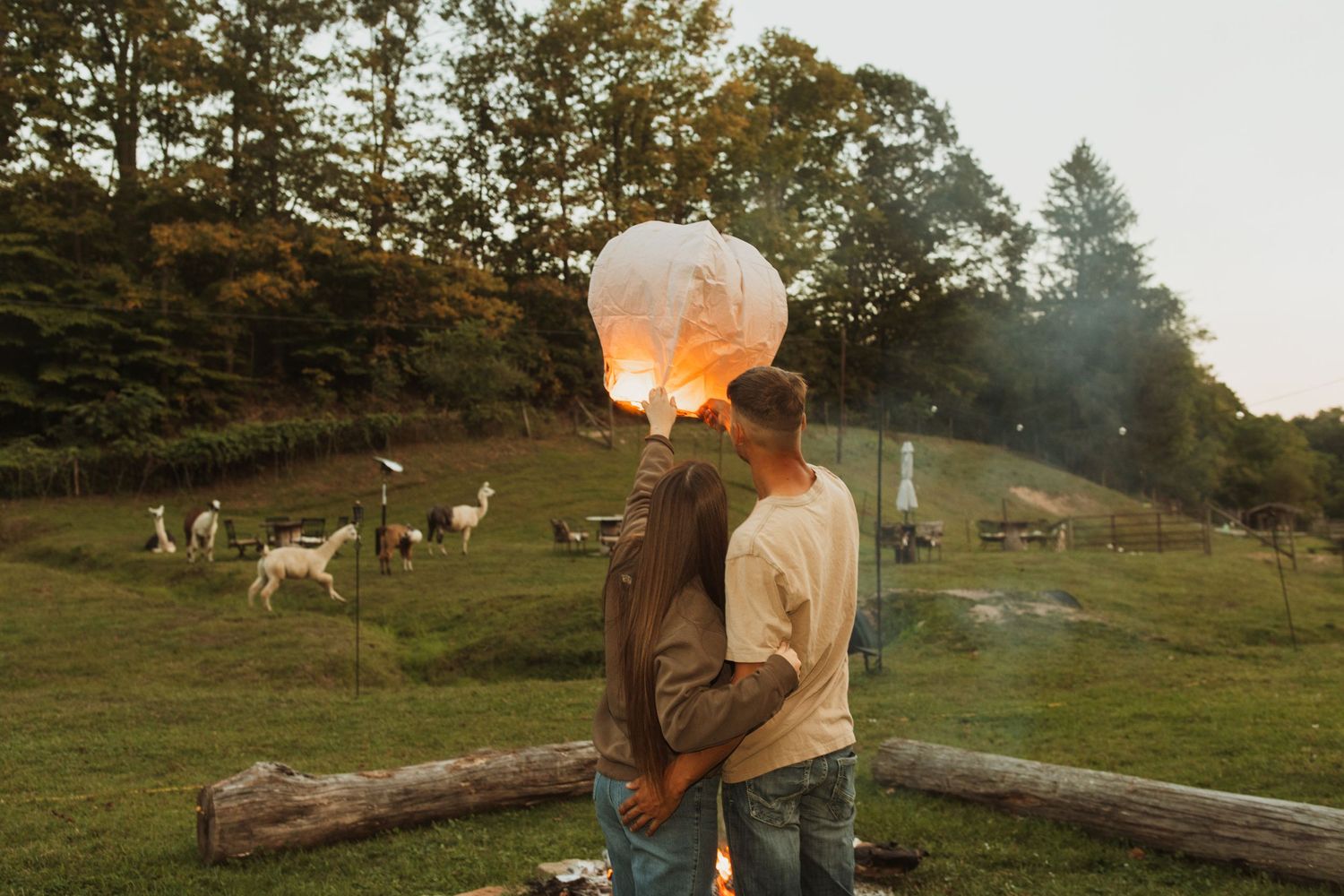 Couple releases paper lantern at twilight in field with goats grazing in background.