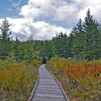 A wooden boardwalk winds through vibrant fall foliage and evergreen trees in a mountain setting.