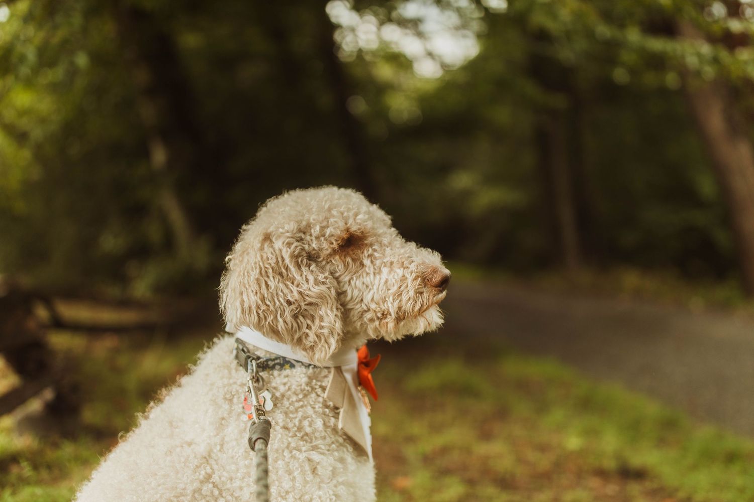 Close-up portrait of a cream-colored goldendoodle dog with a red collar in a forest setting.