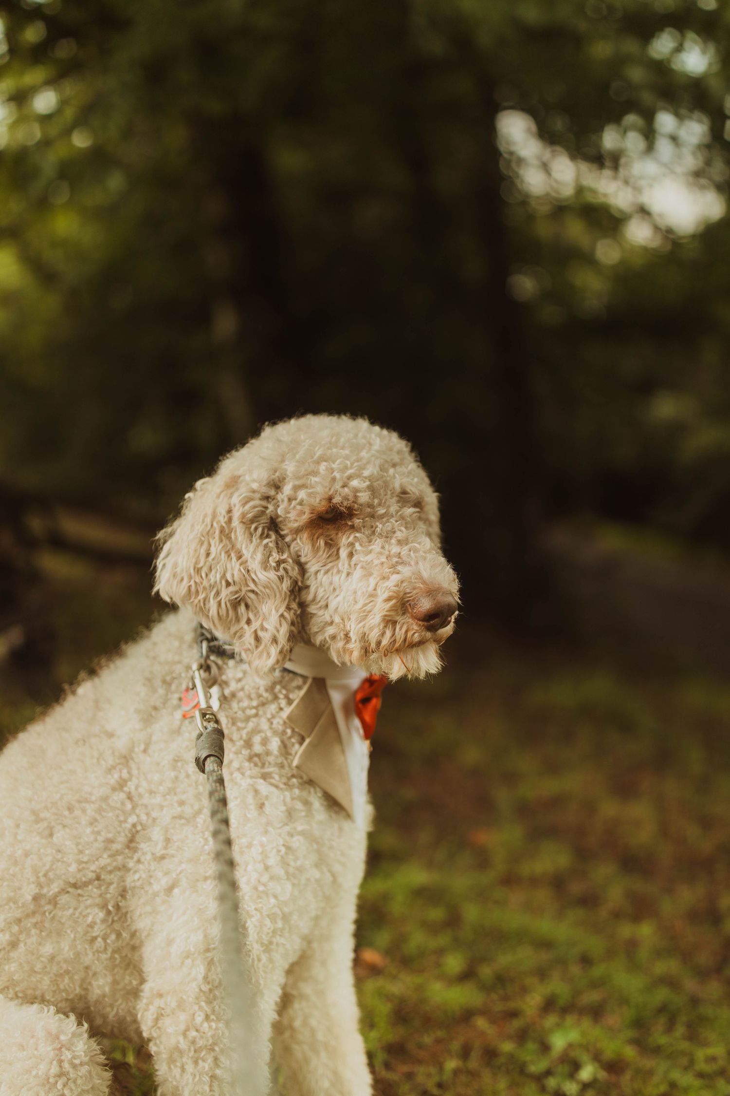 Side profile of a fluffy goldendoodle dog wearing a collar in an outdoor woodland setting.