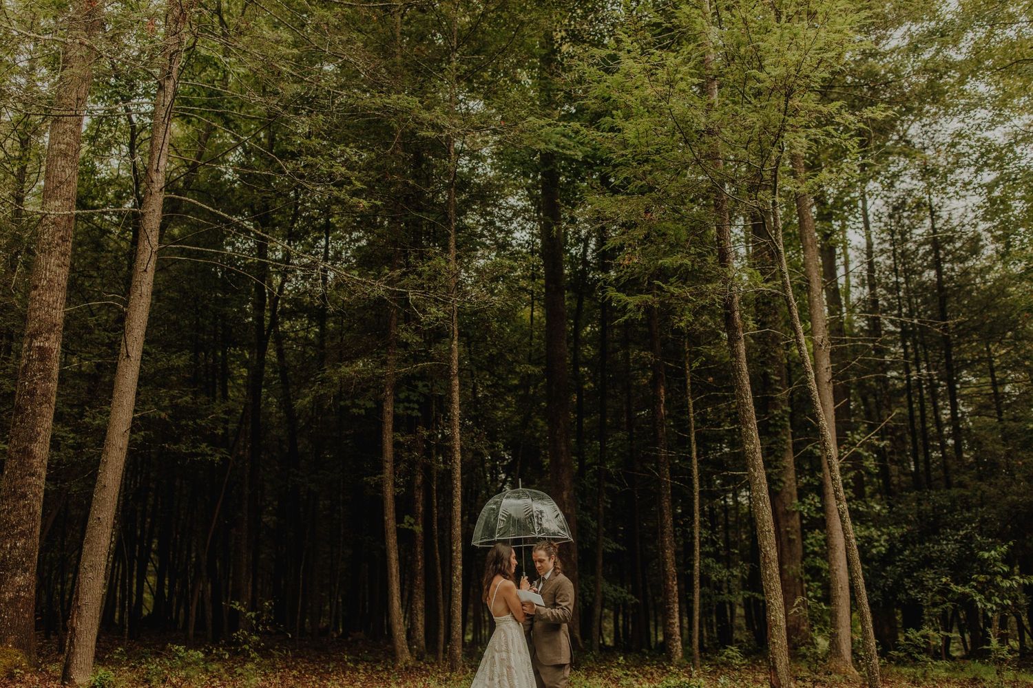 A rainy day scene in a lush forest setting with tall trees creating a natural canopy.