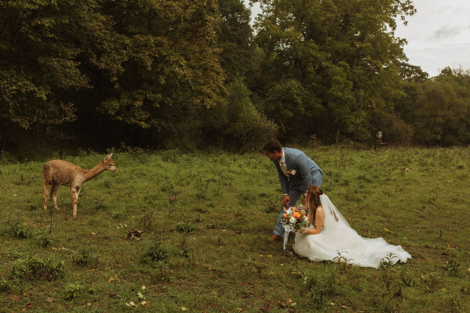A deer photobombs a wedding couple posing in a pastoral meadow setting.