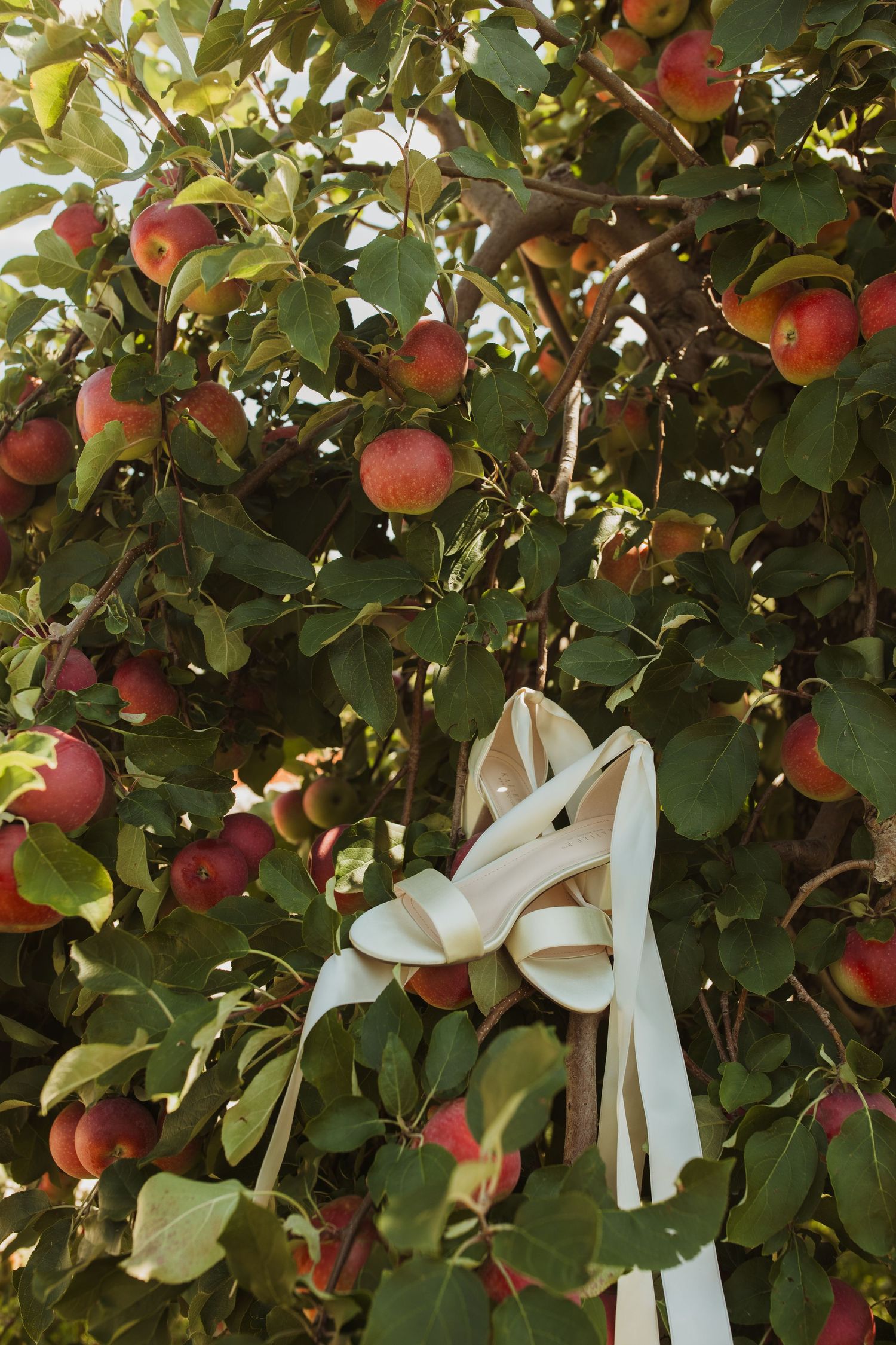 White bridal shoes hanging in an apple tree full of ripe red fruit.