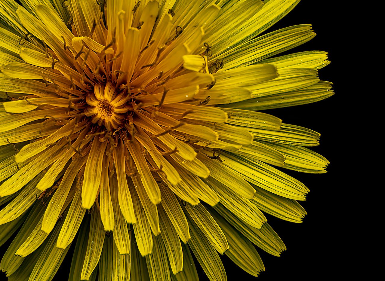 Award winning macro flower photograph