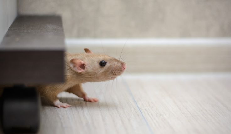 Close-up of a white rat peeking out from behind furniture on a light colored floor.