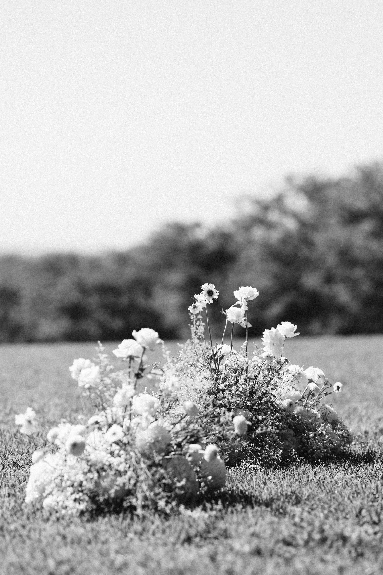 Black and white photograph of delicate white wildflowers growing in a meadow.