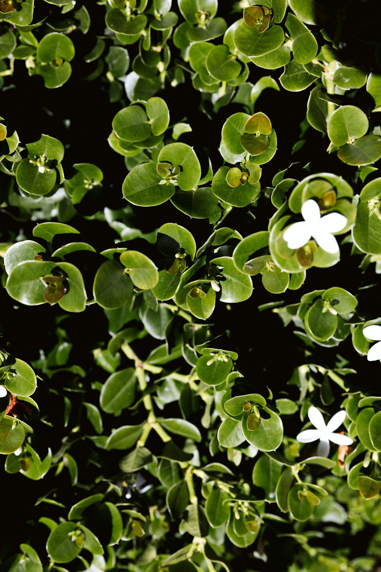 Close-up of glossy green succulent leaves with a single white flower in the foliage.