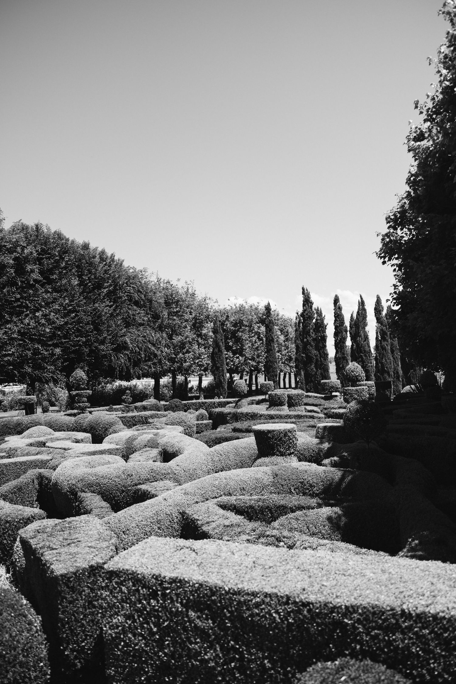 Black and white photograph of precisely manicured hedge garden with tall cypress trees in background.