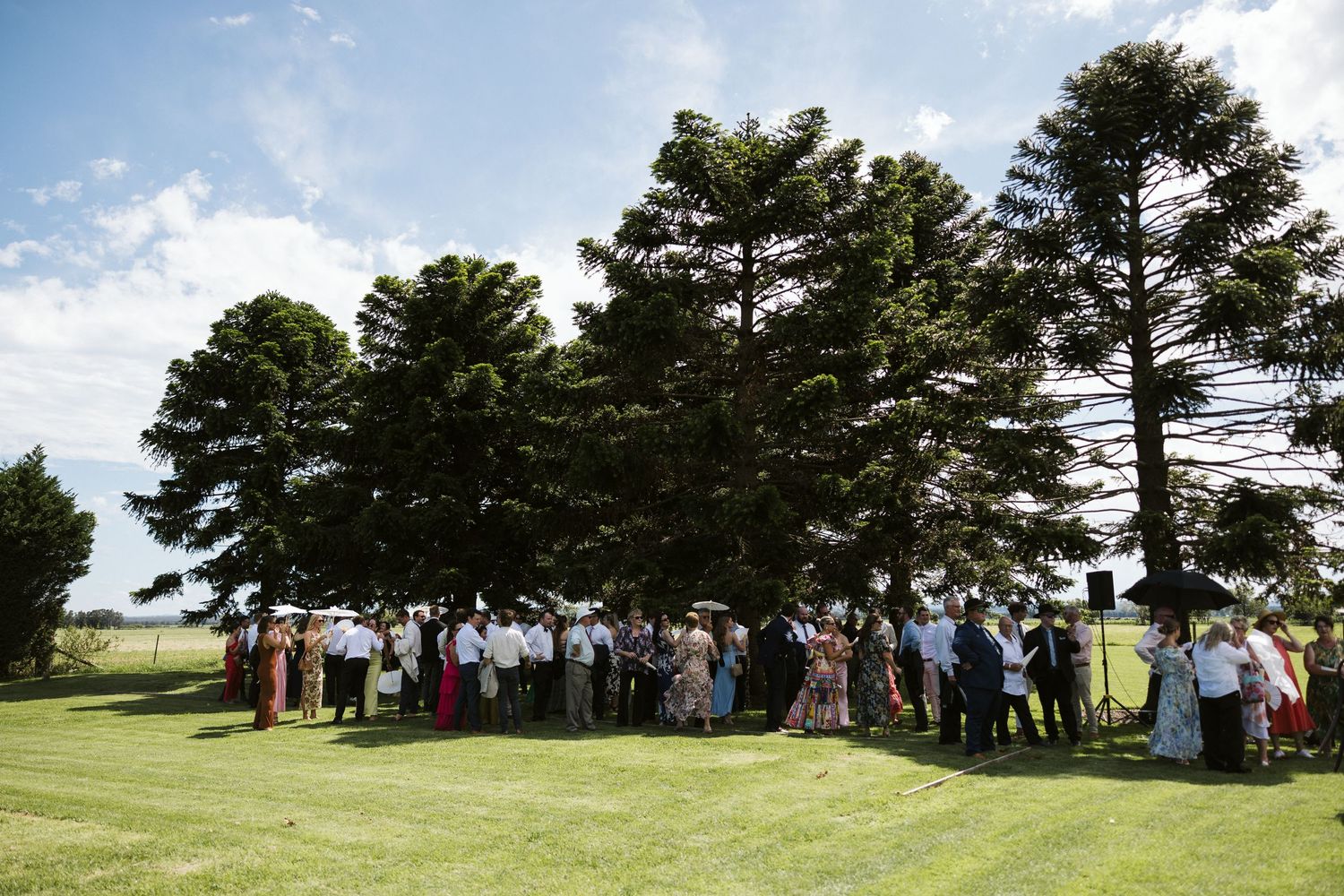 Large group of wedding guests gathered under tall pine trees on sunny day.