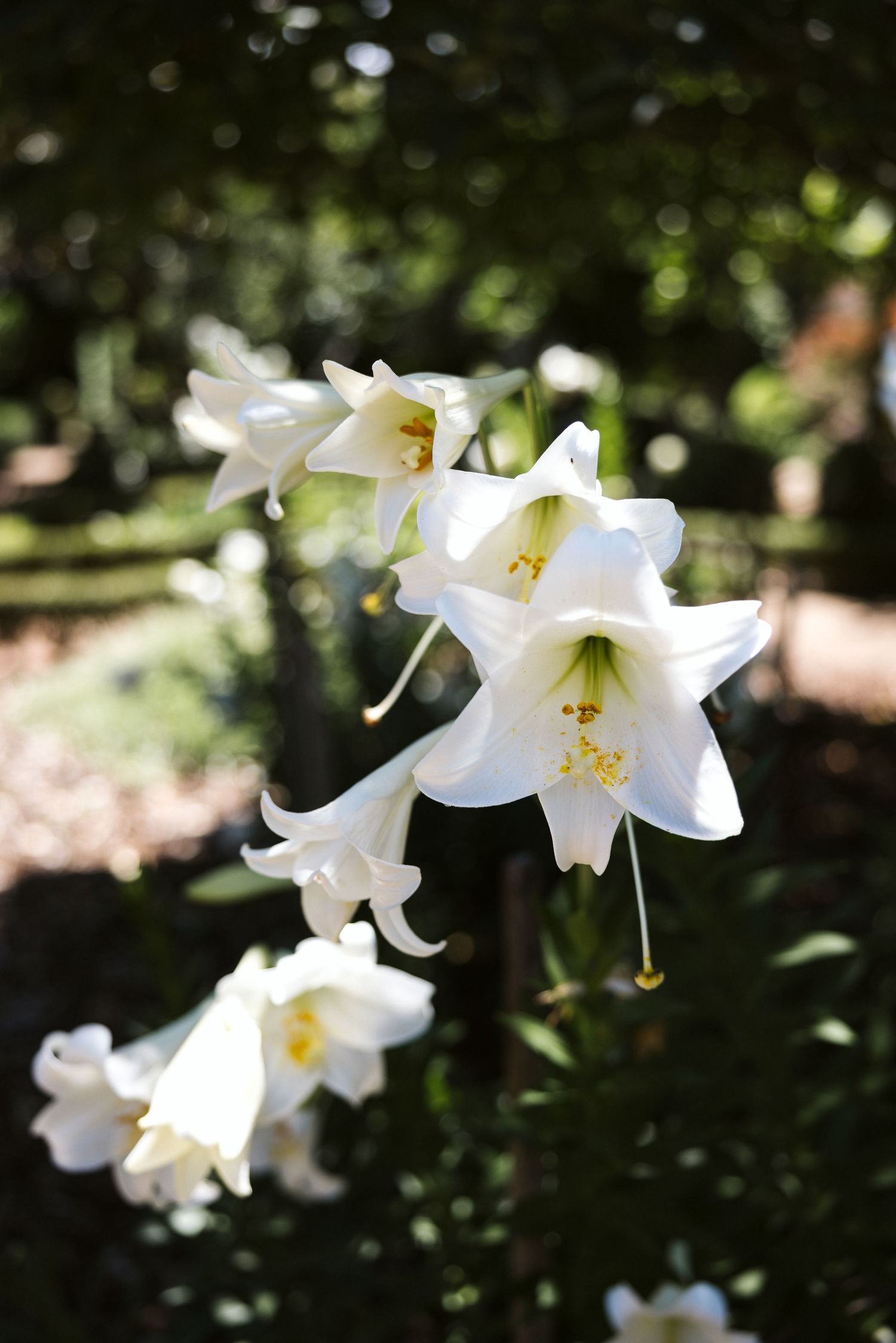 Delicate white lily flowers blooming against a dark blurred garden background.