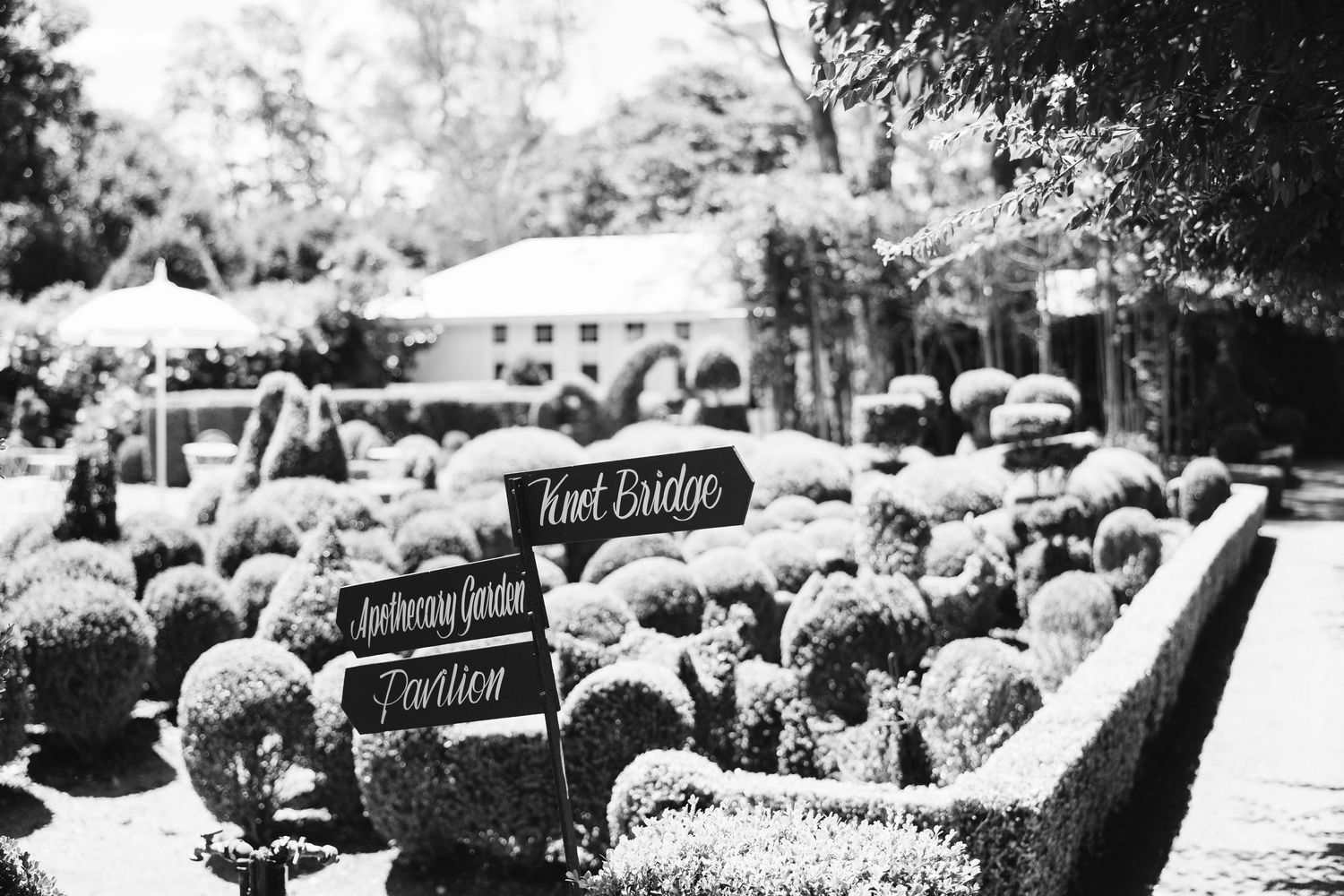Black and white image of garden signs among perfectly trimmed topiary bushes.