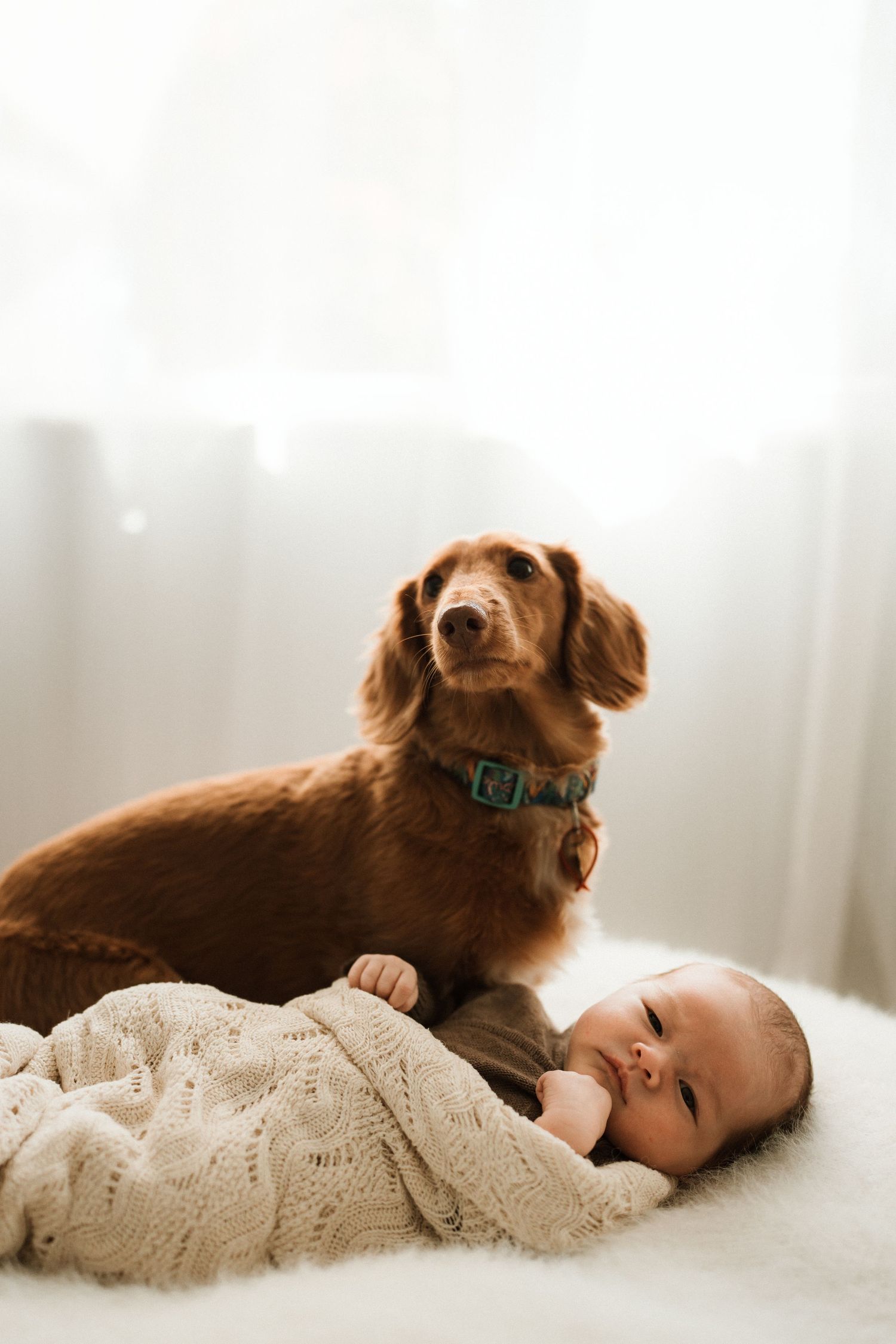 A brown dachshund dog sitting beside a smiling newborn baby wrapped in a cream knit blanket on a white surface.
