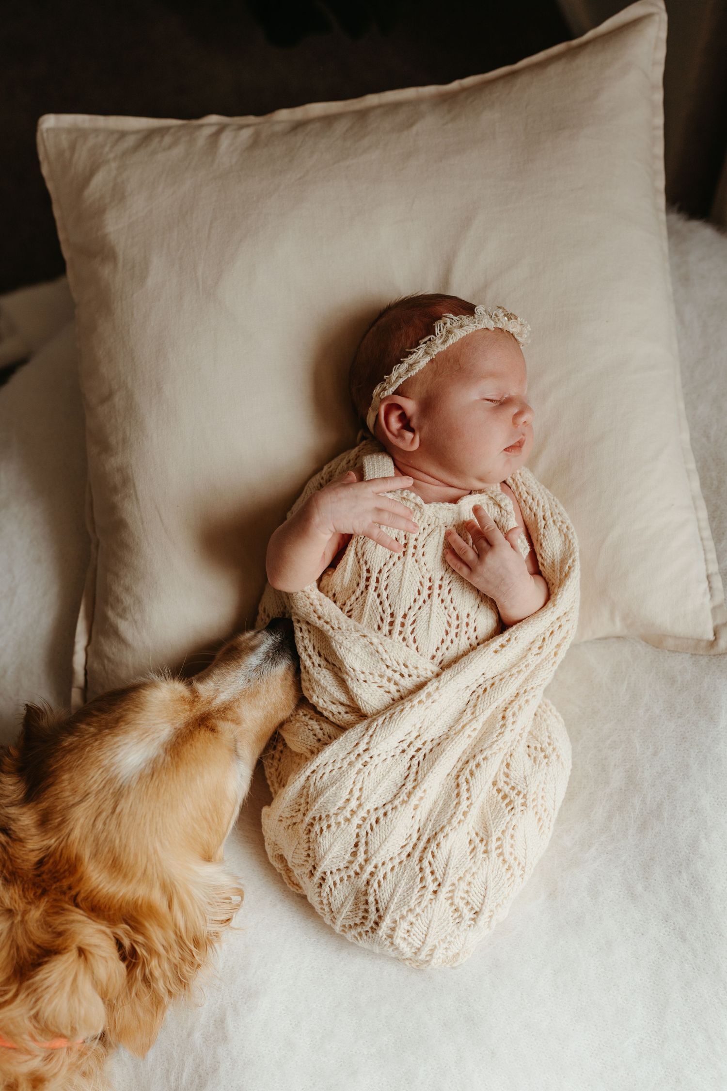 Sleeping newborn baby swaddled in cream knit wrap with lace headband lying next to a golden dog on white bedding.