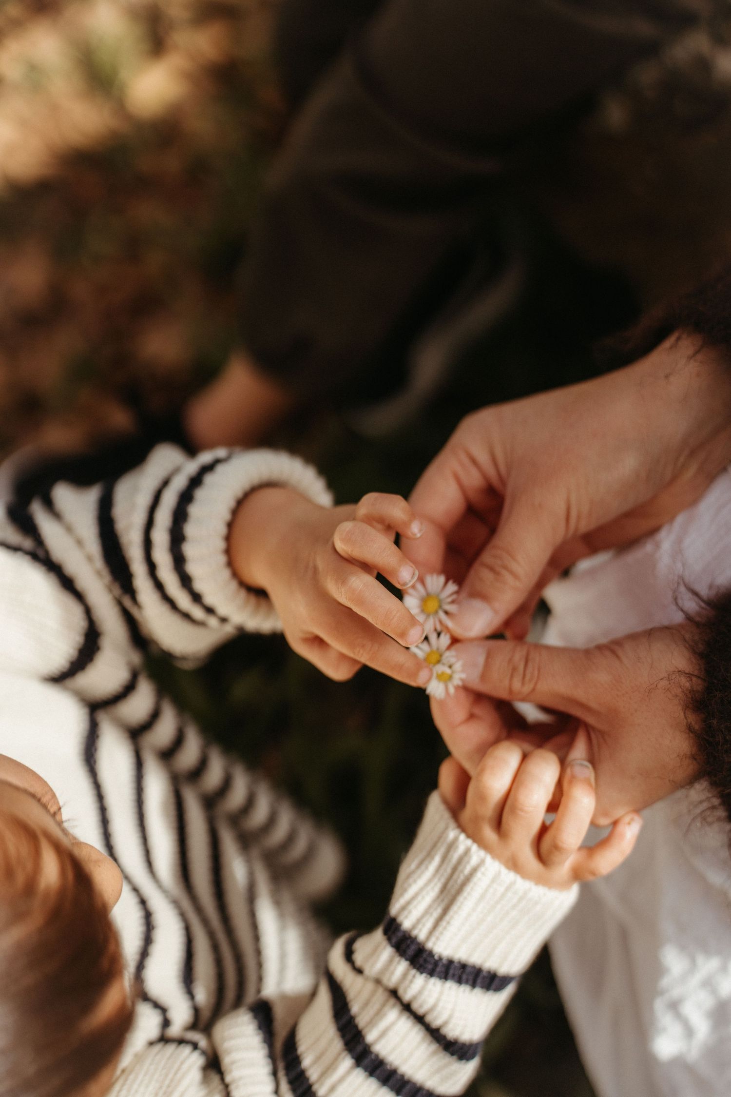 Close-up of a childs hands holding tiny daisy flowers with a parents gentle hands outdoors.