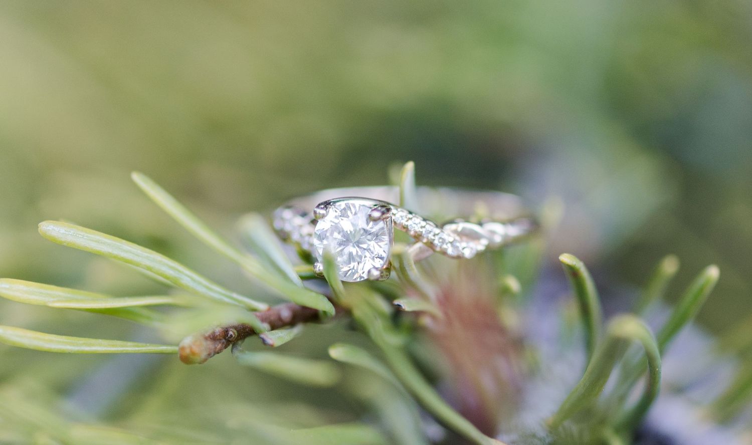 Diamond solitaire engagement ring resting on green pine branches in a natural outdoor setting.
