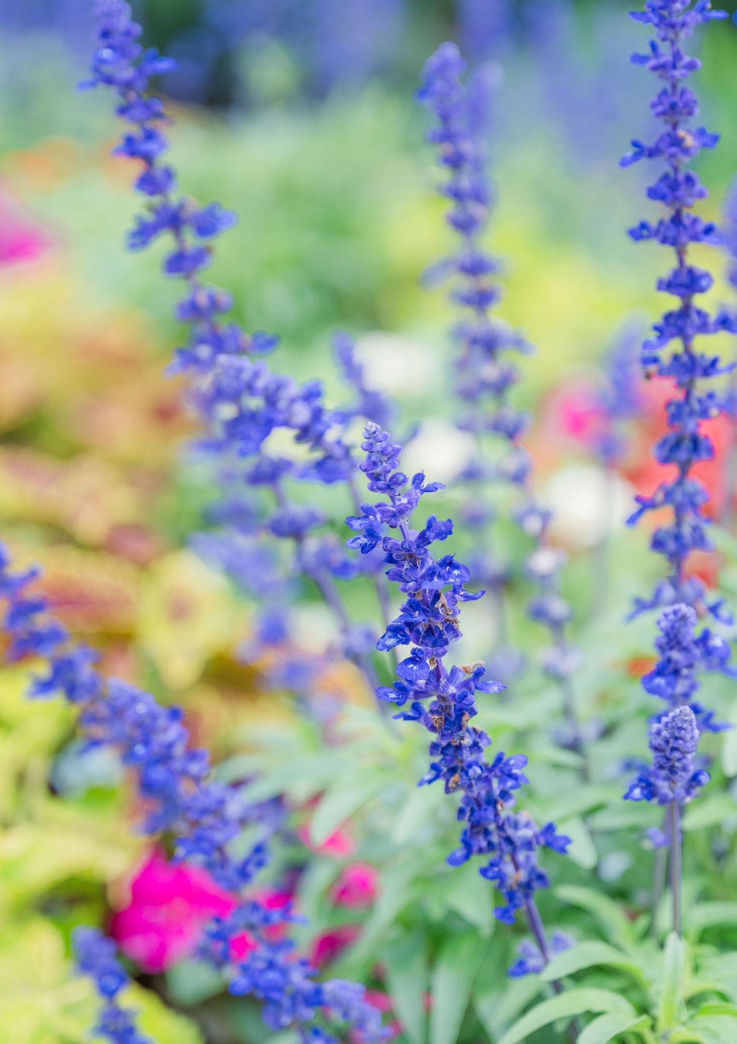 Tall blue salvia flowers in full bloom stand out against a colorful garden background with pink and yellow plants.