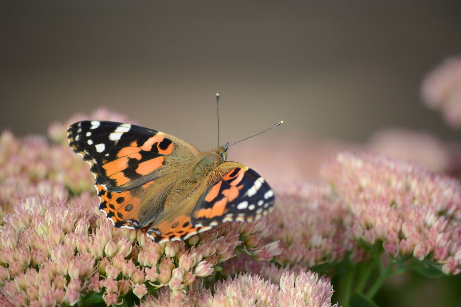 Close-up of a Painted Lady butterfly perched on pink flowers in nature.