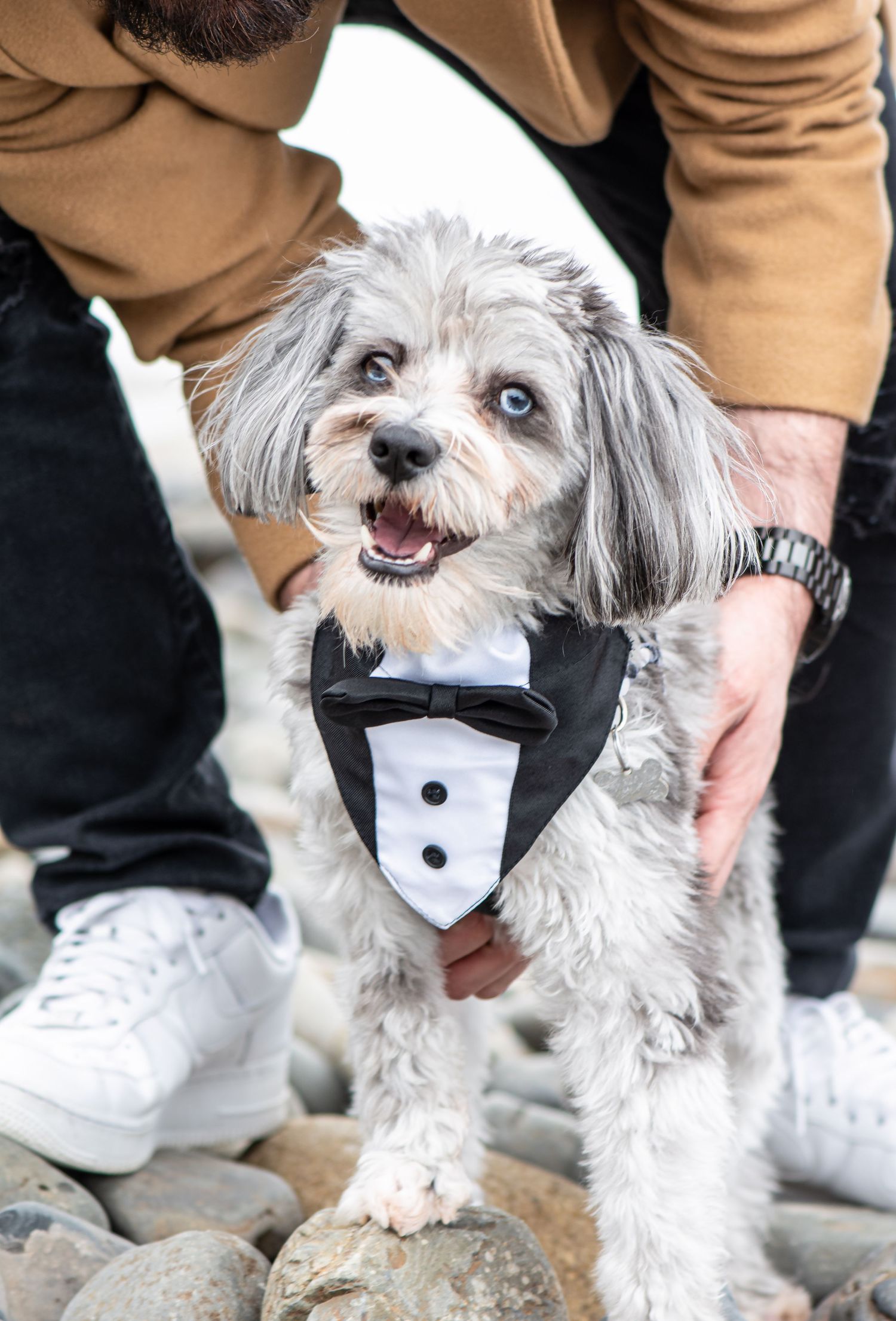 Small white dog wearing formal tuxedo bowtie outfit on rocky ground.