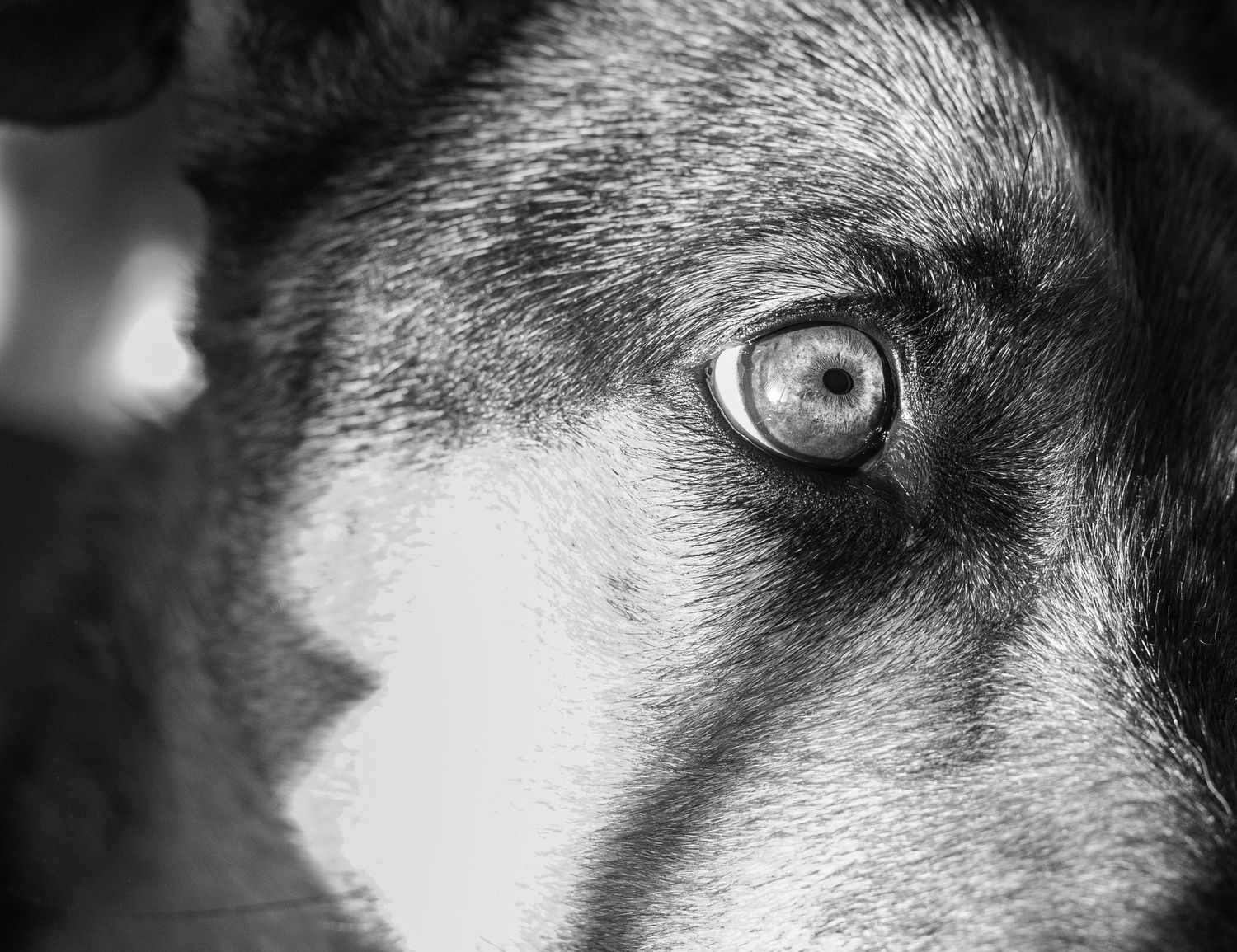 Black and white close-up of a dog's eye and facial features.