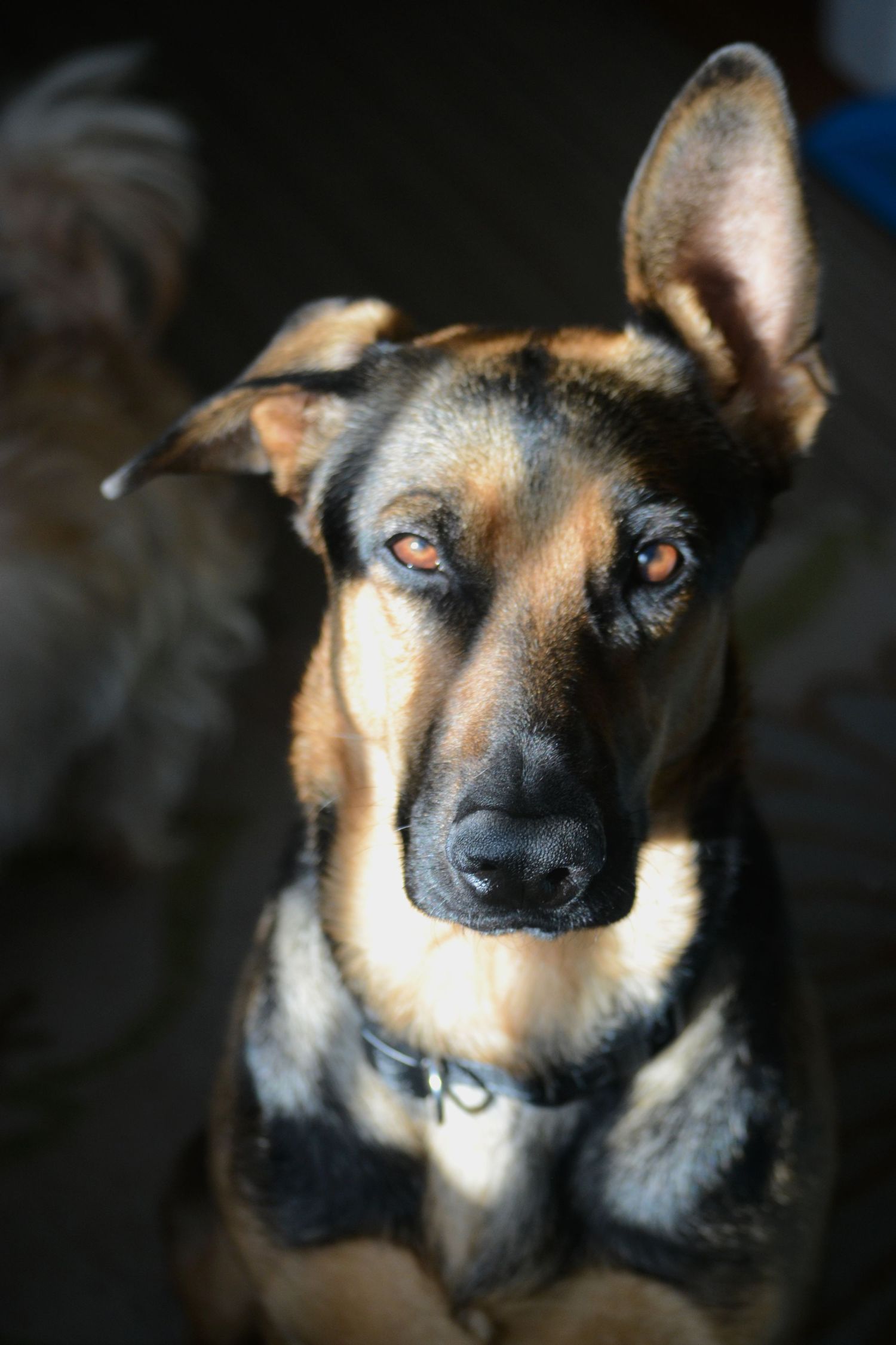 Close-up portraits of a German Shepherd mix dog showing different facial expressions.