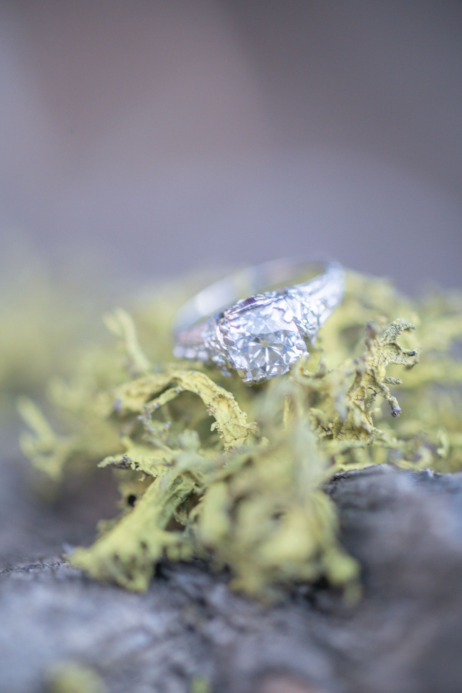 Diamond engagement ring resting on green moss and bark in a natural outdoor setting.