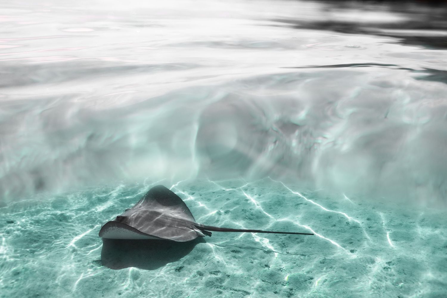 Manta ray on sea floor in clear Maui waters