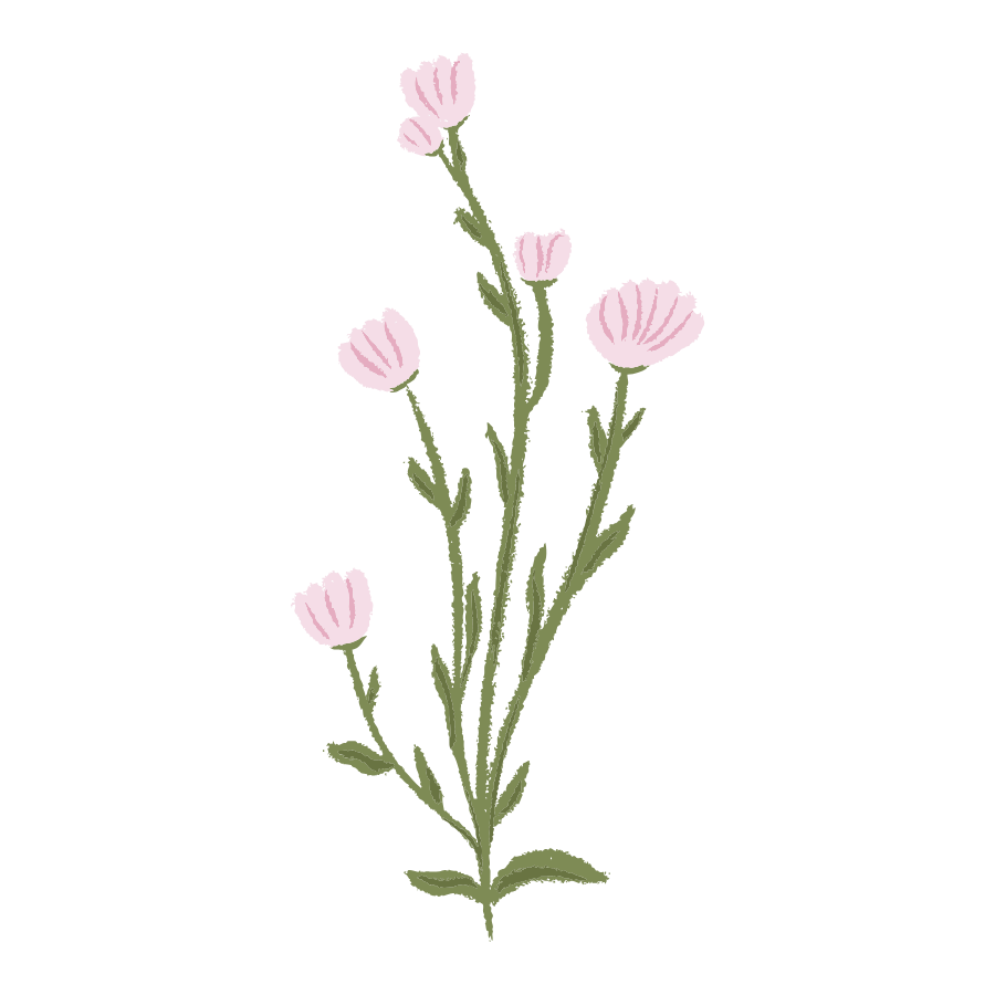 Delicate pink wildflowers on green stems, illustrated in a soft watercolor style, perfect for botanical or floral design.