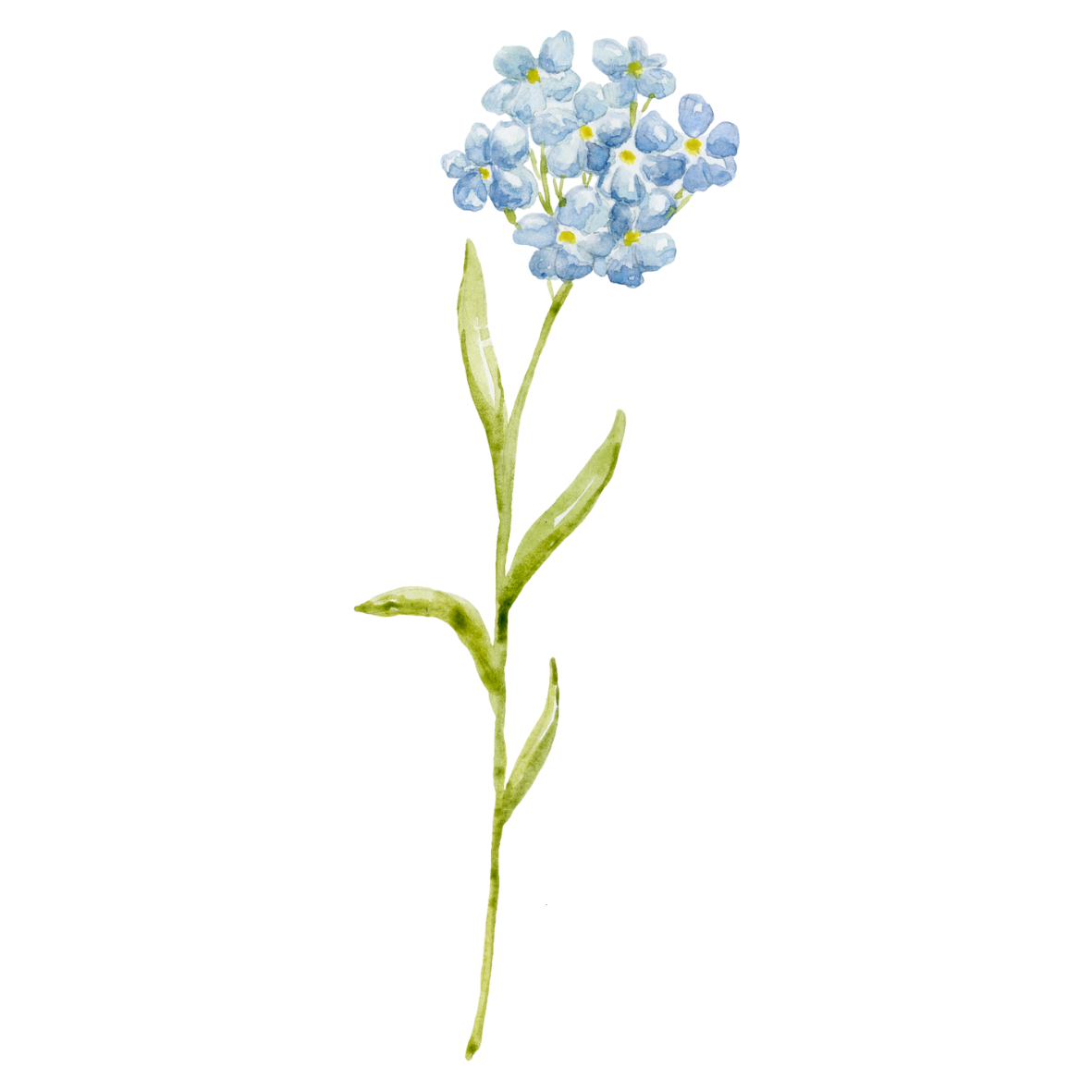 Delicate watercolor painting of a single forget-me-not flower stem with small blue blooms and green leaves.