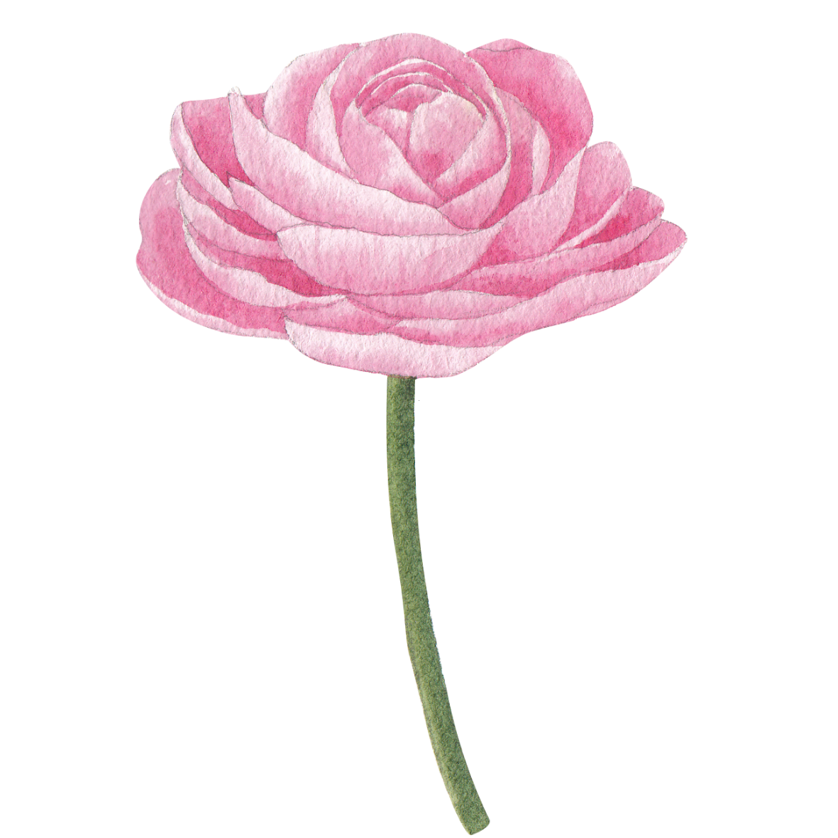 Delicate pink rose bloom with curved petals and thin green stem rendered in soft watercolor style.