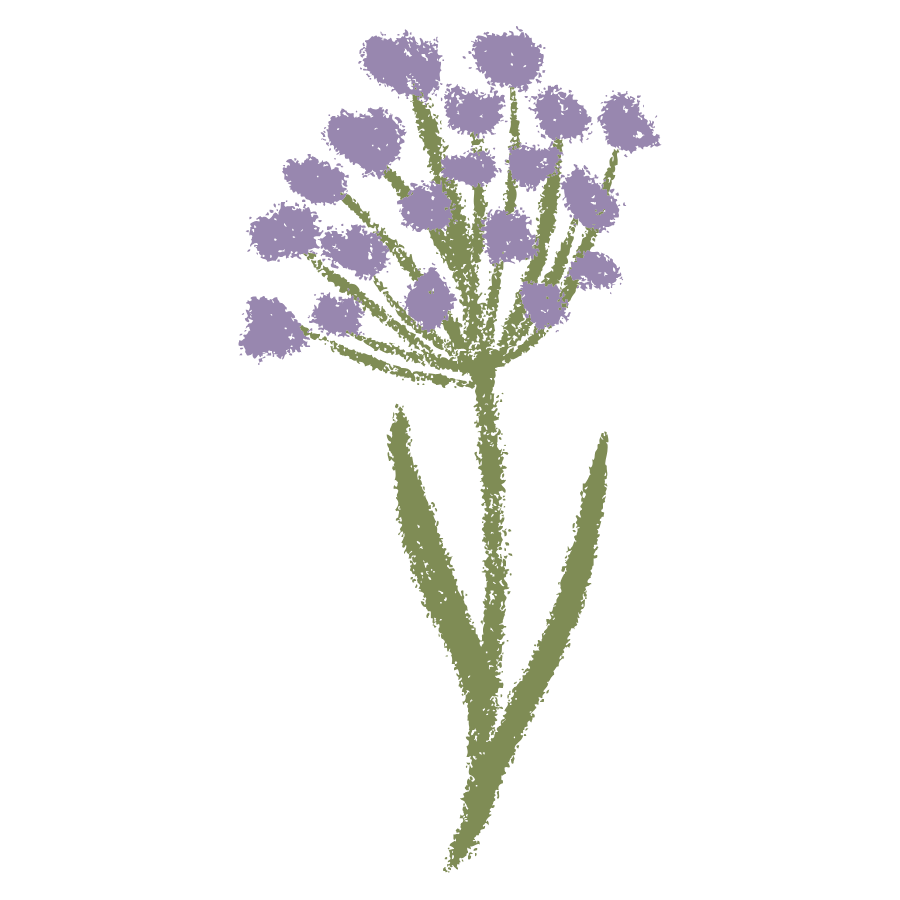 Delicate hand-drawn purple allium flower with green stems and leaves on white background.