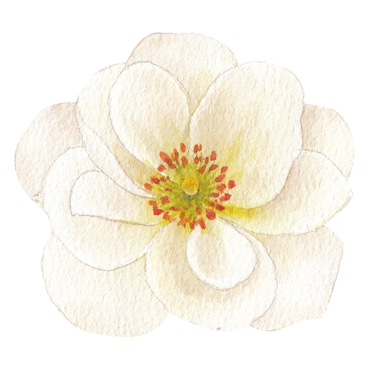 A delicate white magnolia flower painted in watercolor with a yellow center and pink stamens.