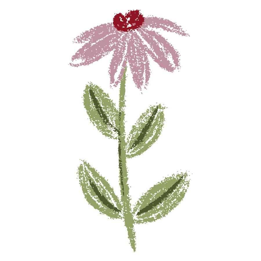 Crayon drawing of a pink coneflower with green leaves on a stem, in a whimsical hand-drawn style.