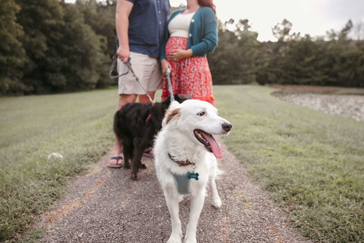 Two dogs, one black and one white, walking on a grassy path with their owners.