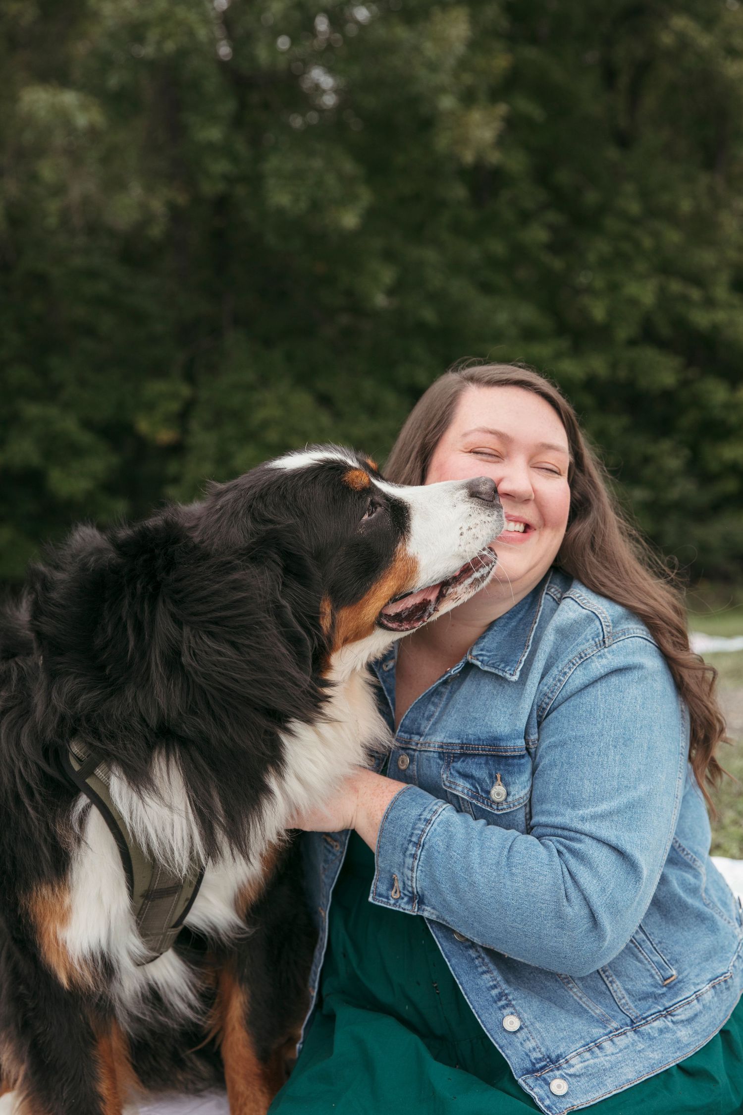 Bernese Mountain Dog giving affectionate kiss in outdoor setting.