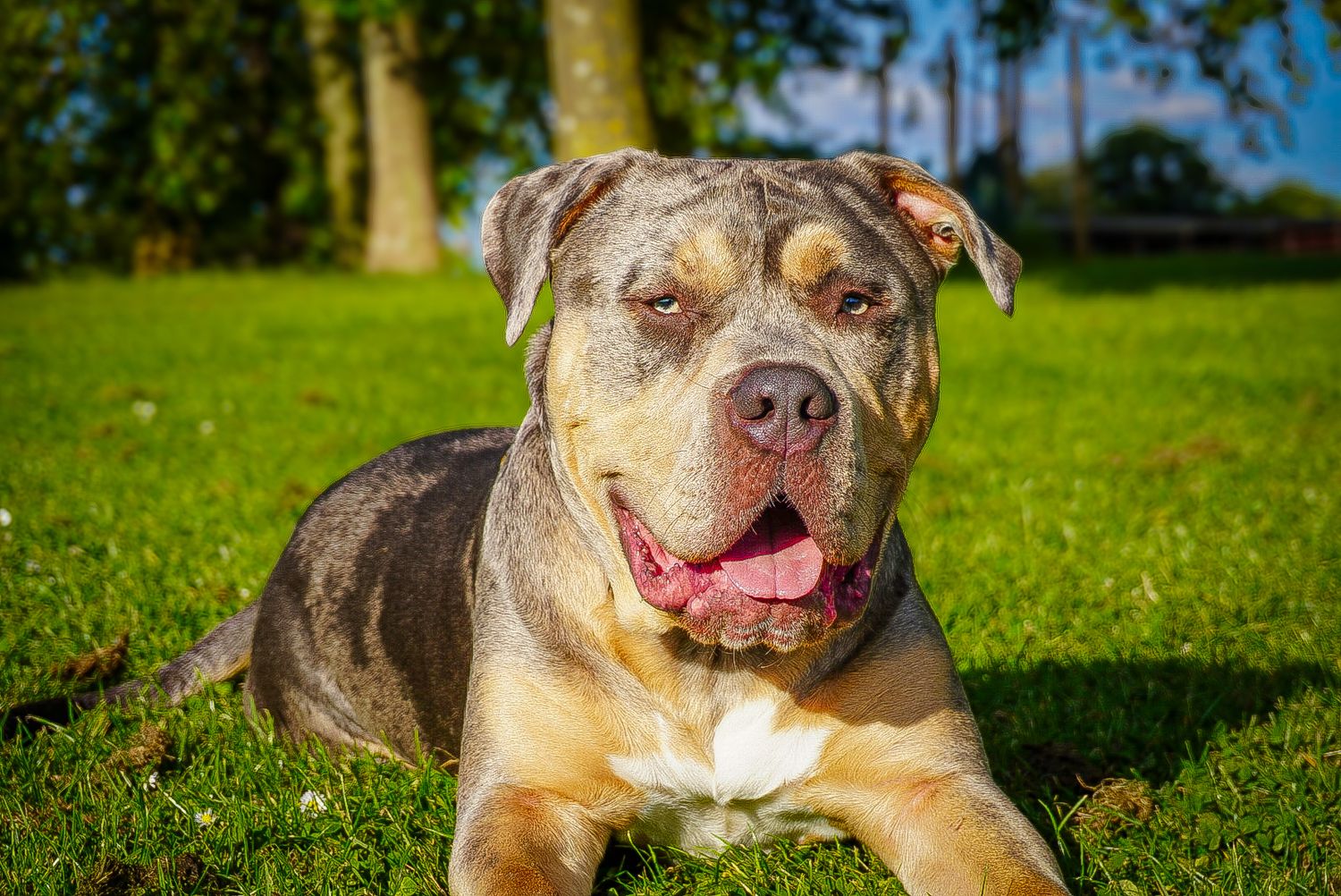 Dog portrait