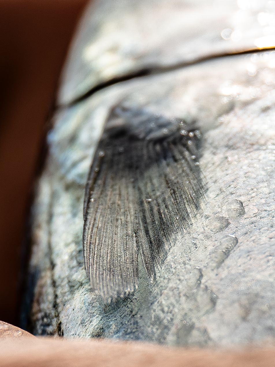Macro closeup view of fossilized shell patterns showing detailed ridges and textures on gray stone surface.