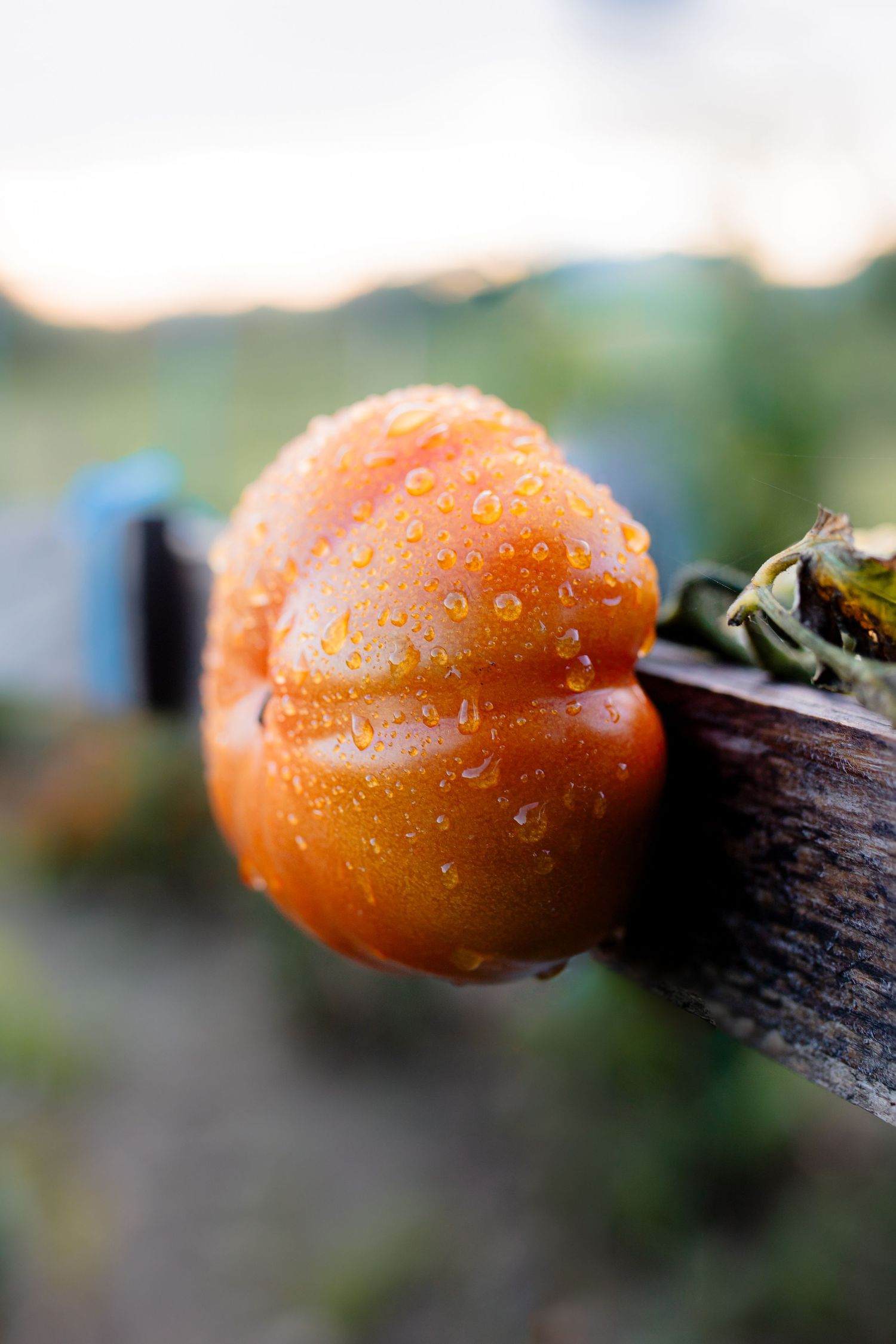 détail Tomate dans un potager avec rosée du matin