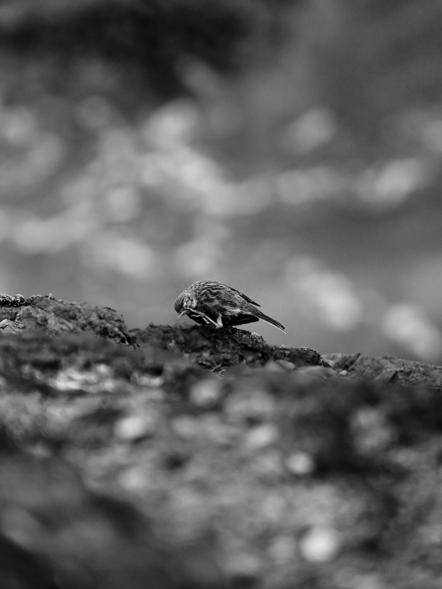 Oiseau de côte qui se gratte l'oeil