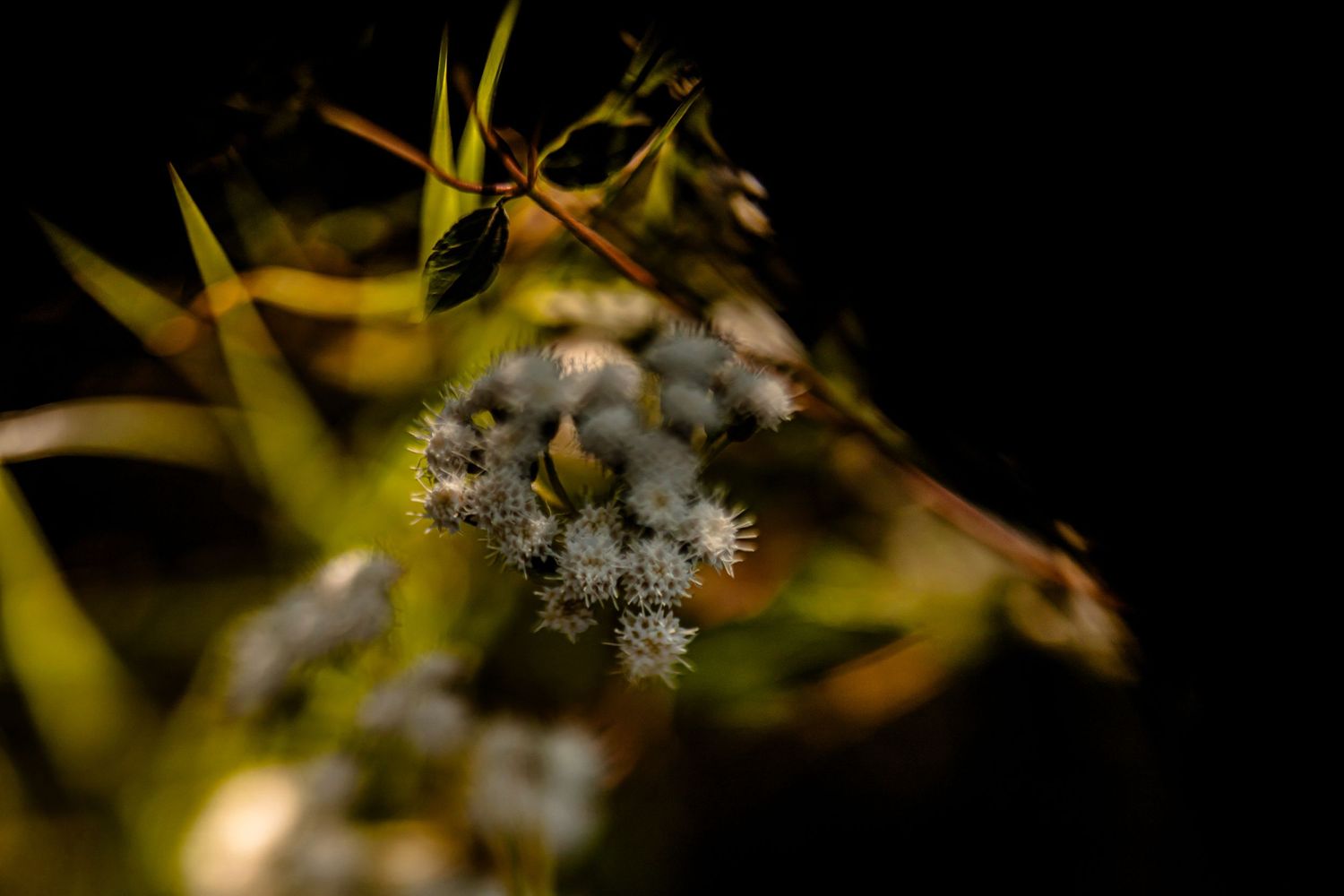 Freelensing de fleurs à la Réunion