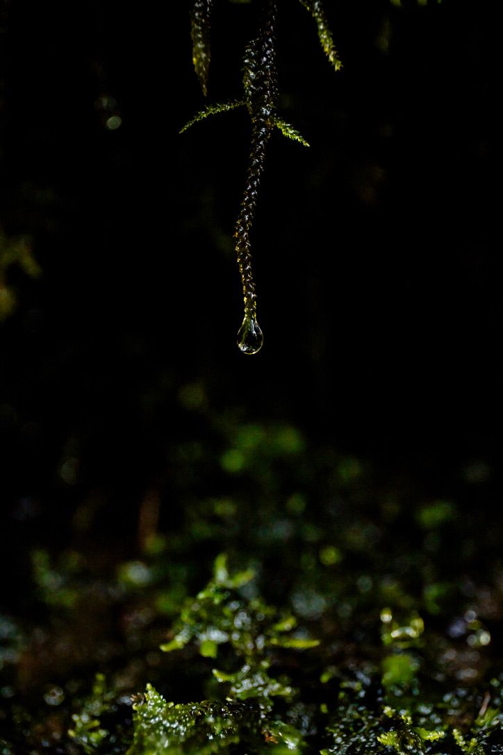 Delicate water droplets hanging from plants in dark macro photography.