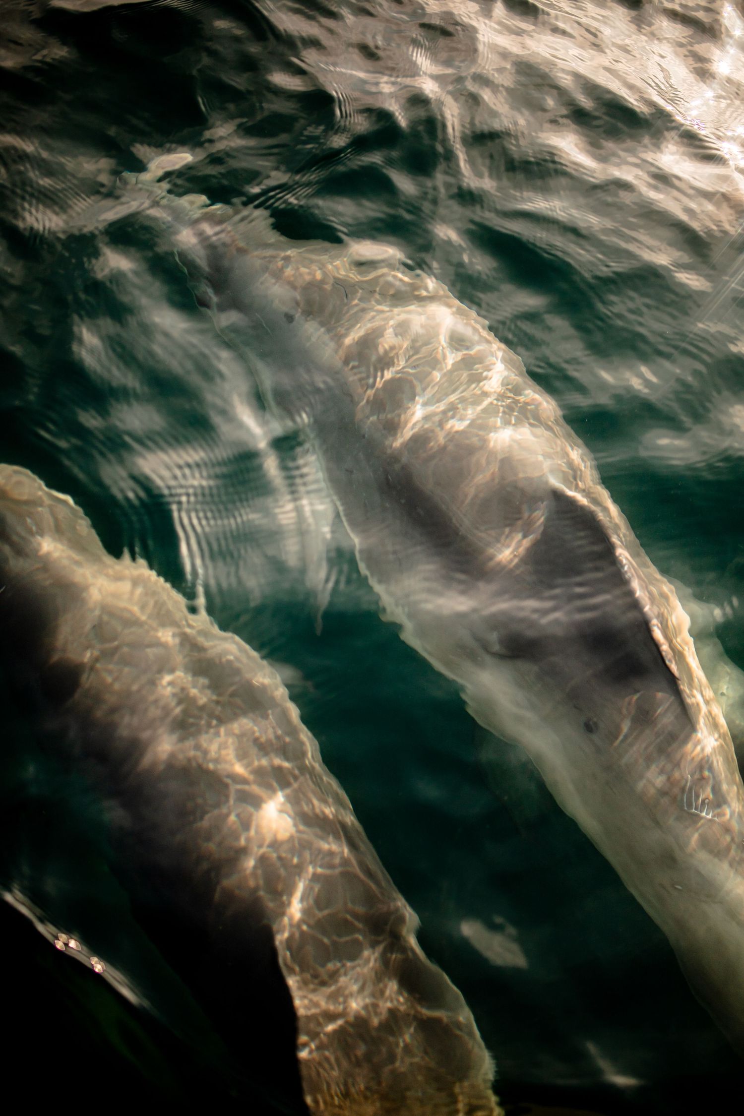 Underwater view of dolphins swimming through sunlit ocean waters creating rippling patterns.